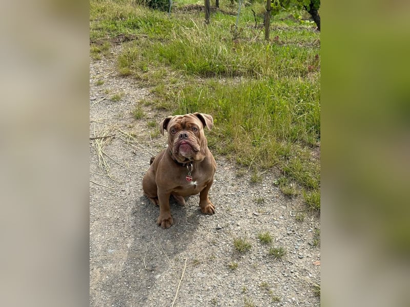 New English Bulldog Rüde