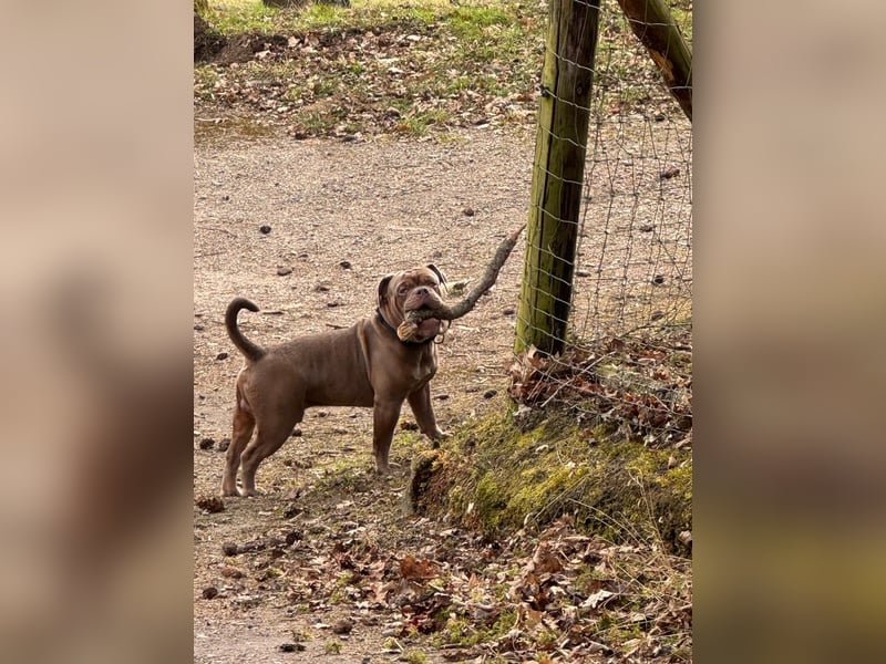 New English Bulldog Rüde