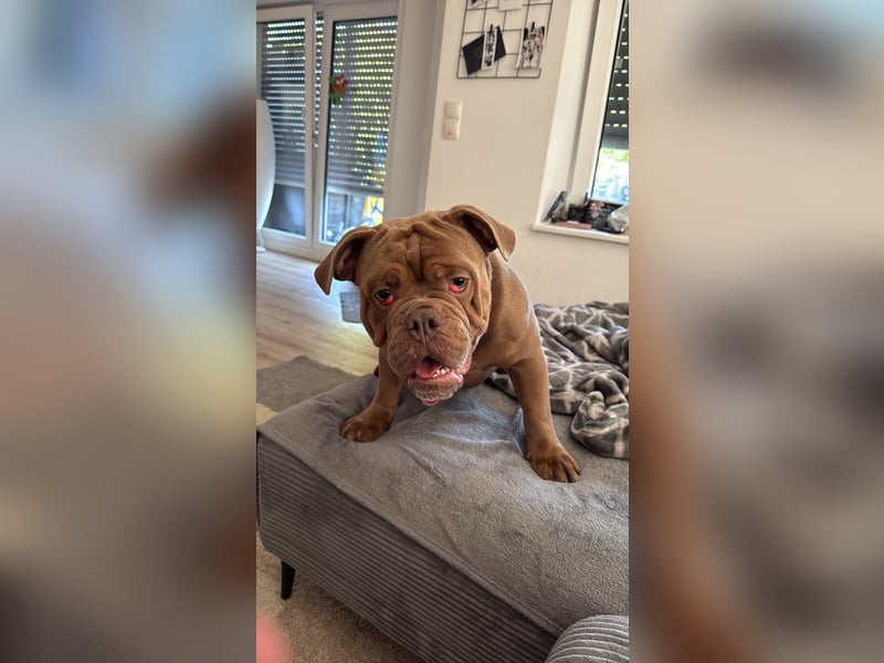 New English Bulldog Rüde