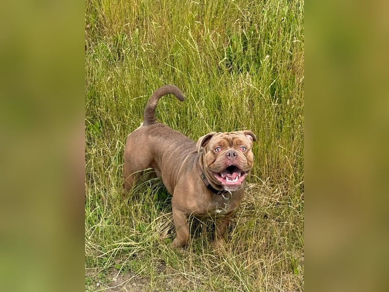 New English Bulldog Rüde