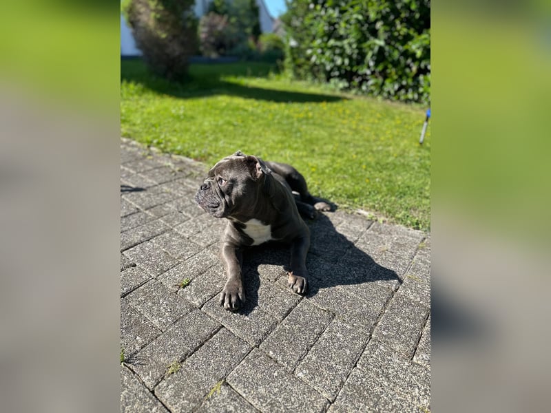 Old Englisch Bulldog 4 Jahre