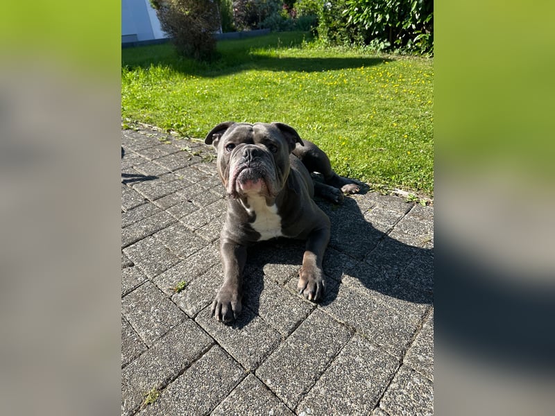 Old Englisch Bulldog 4 Jahre