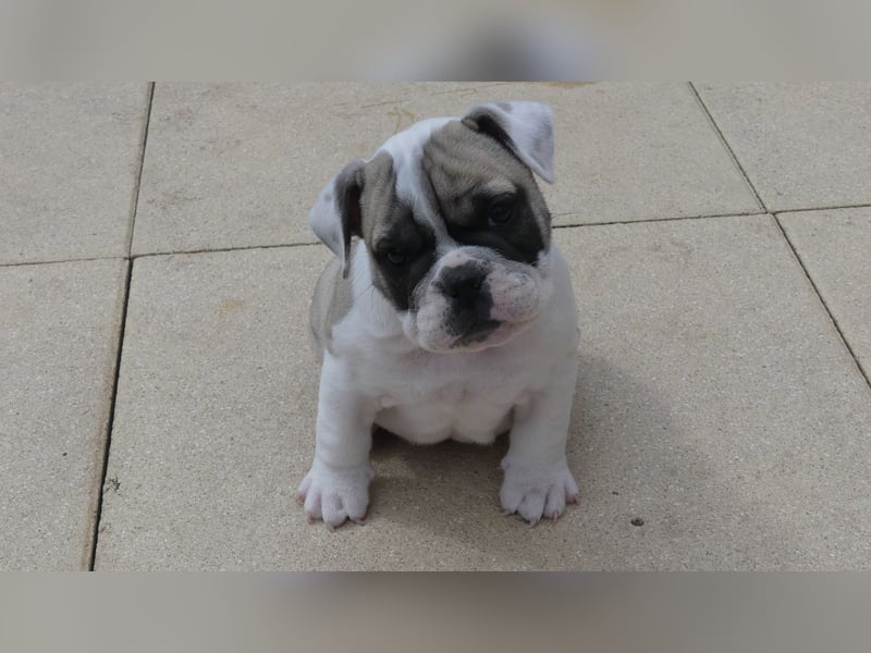 Zuckersüße Freiatmige Bulldoggenwelpen