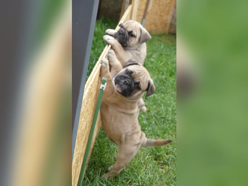 Zuckersüße Freiatmige Bulldoggenwelpen