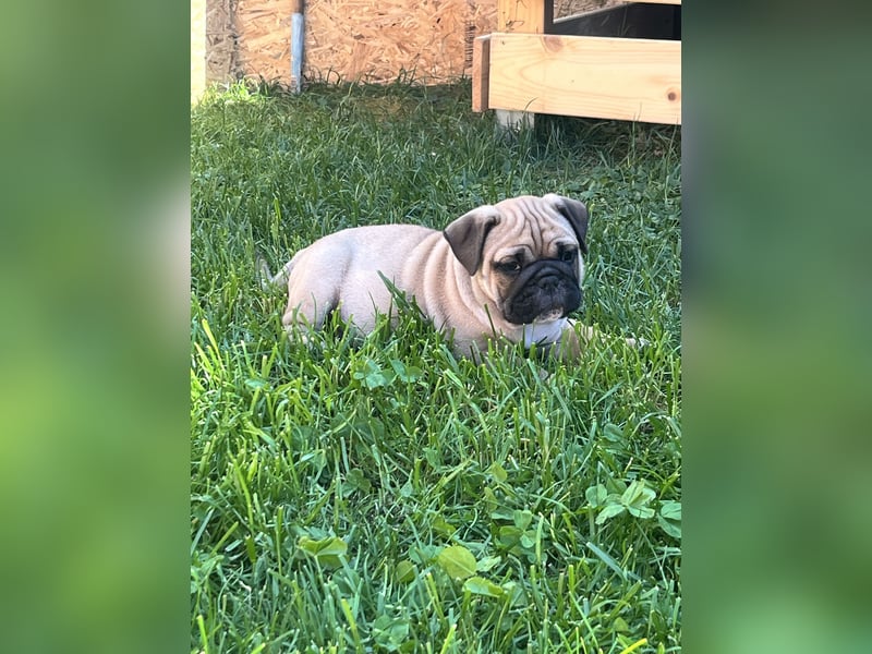 Zuckersüße Freiatmige Bulldoggenwelpen