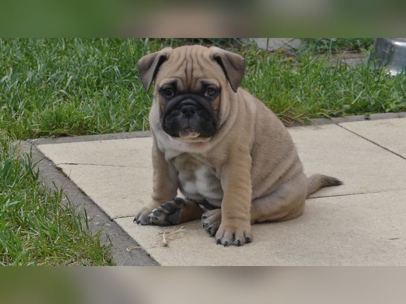 Zuckersüße Freiatmige Bulldoggenwelpen