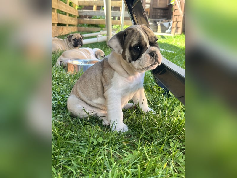 Zuckersüße Freiatmige Bulldoggenwelpen