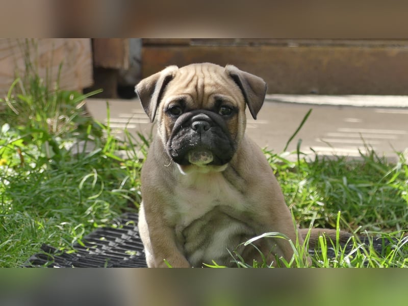 Zuckersüße Freiatmige Bulldoggenwelpen