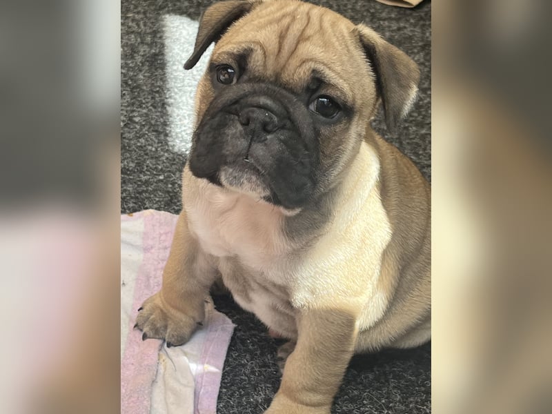 Zuckersüße Freiatmige Bulldoggenwelpen