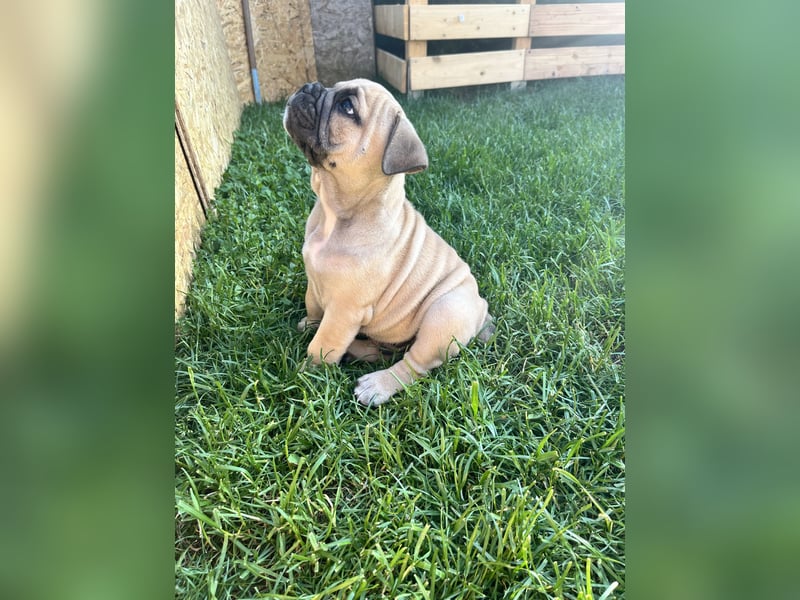 Zuckersüße Freiatmige Bulldoggenwelpen