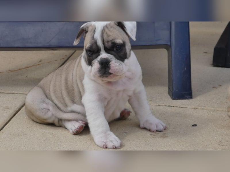 Zuckersüße Freiatmige Bulldoggenwelpen