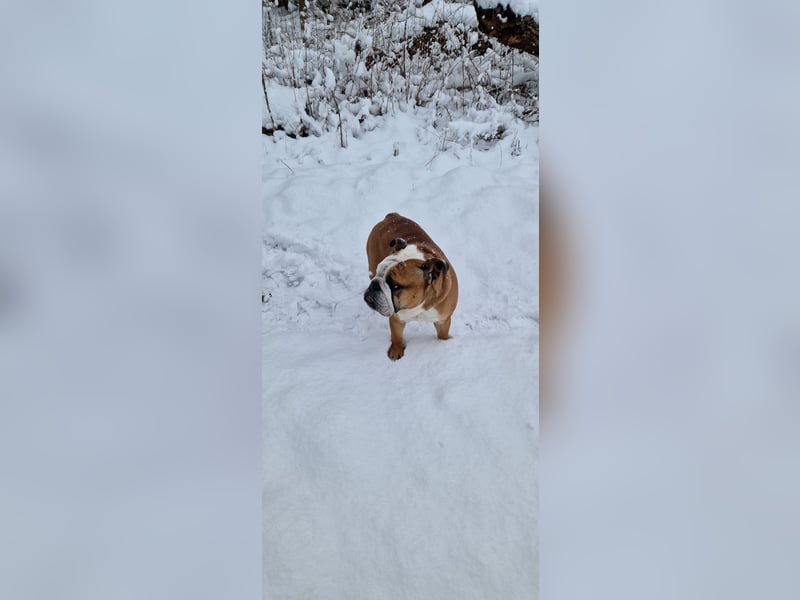 Englische Bulldogge