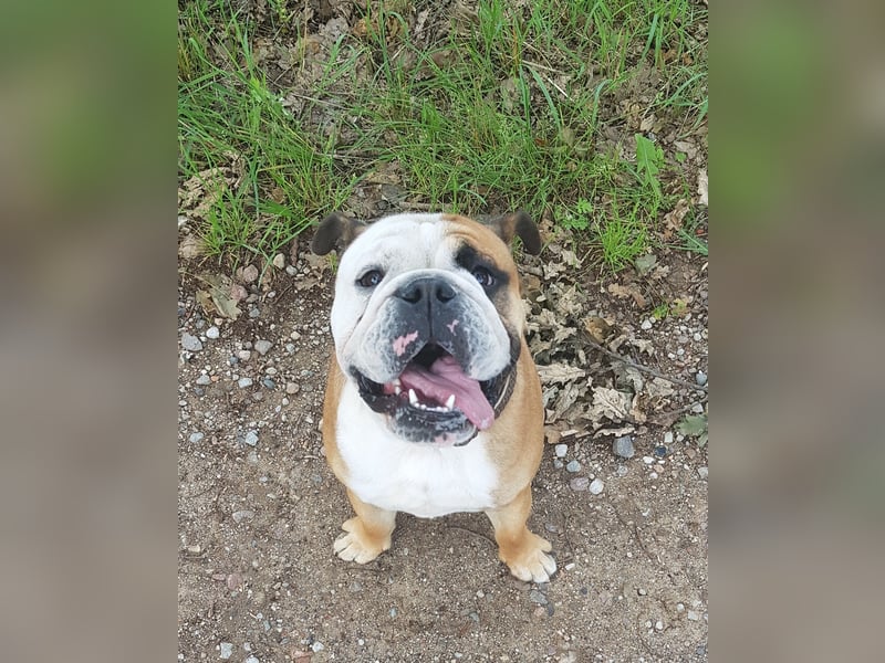 Englische Bulldogge