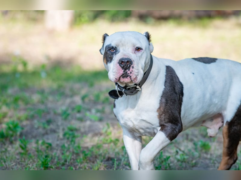 Bruce-DG, sanfter Dickkopf sucht warmes Zuhause!