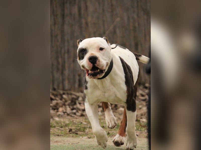 Bruce-DG, sanfter Dickkopf sucht warmes Zuhause!