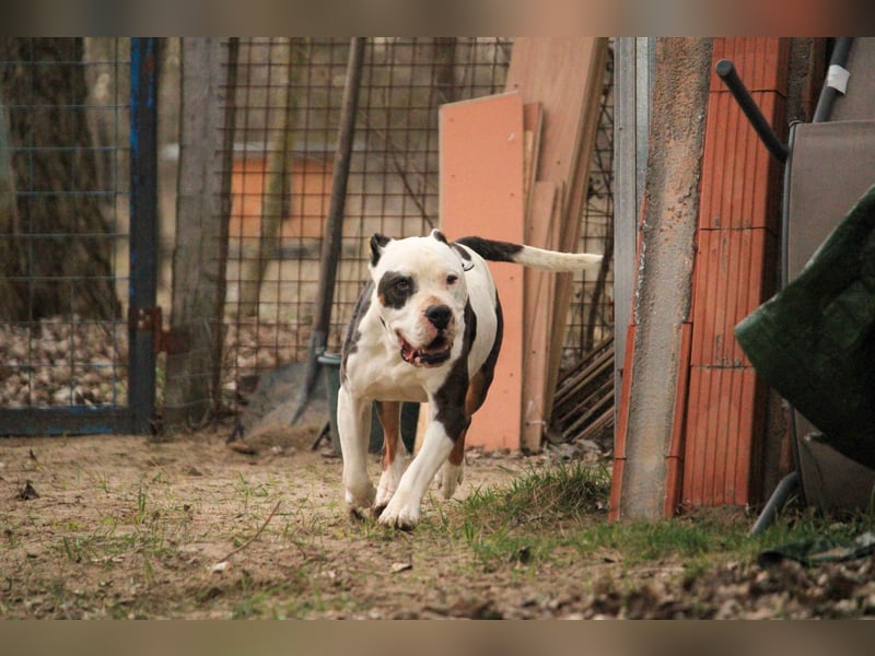 Bruce-DG, sanfter Dickkopf sucht warmes Zuhause!