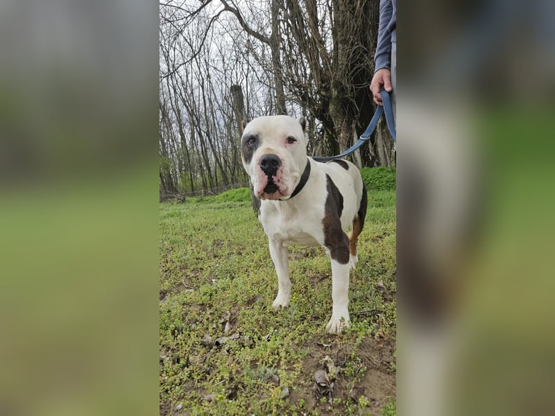 Bruce-DG, sanfter Dickkopf sucht warmes Zuhause!
