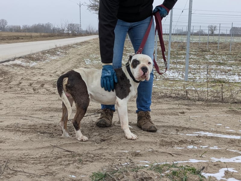 Bruce-DG, sanfter Dickkopf sucht warmes Zuhause!