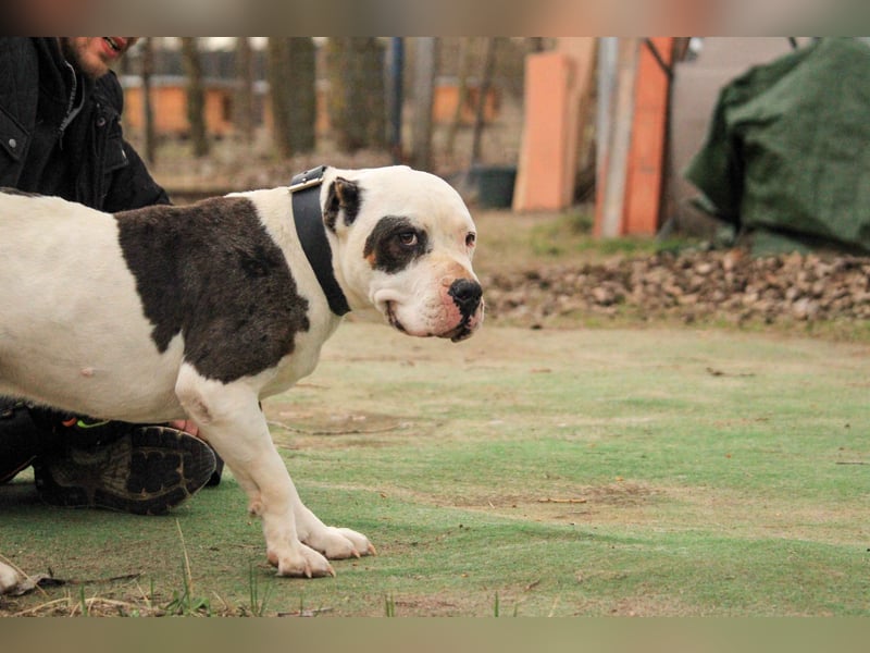 Bruce-DG, sanfter Dickkopf sucht warmes Zuhause!