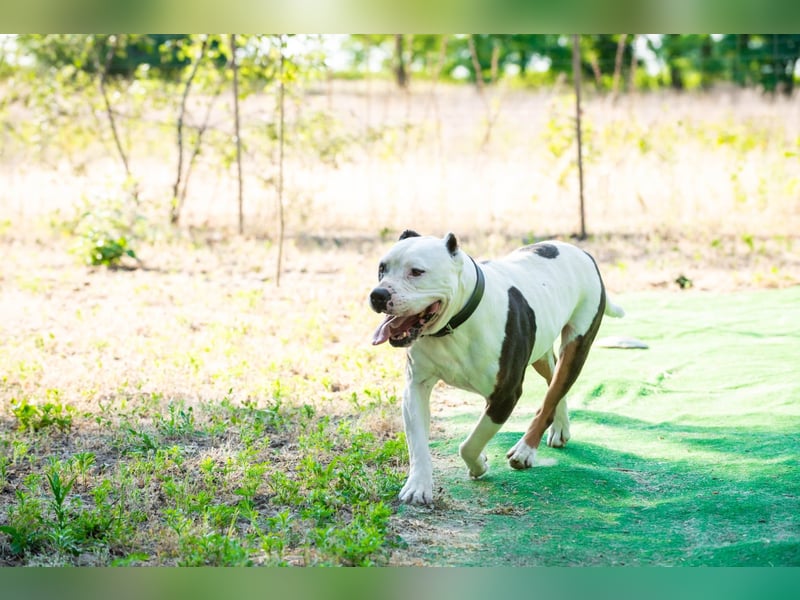 Bruce-DG, sanfter Dickkopf sucht warmes Zuhause!