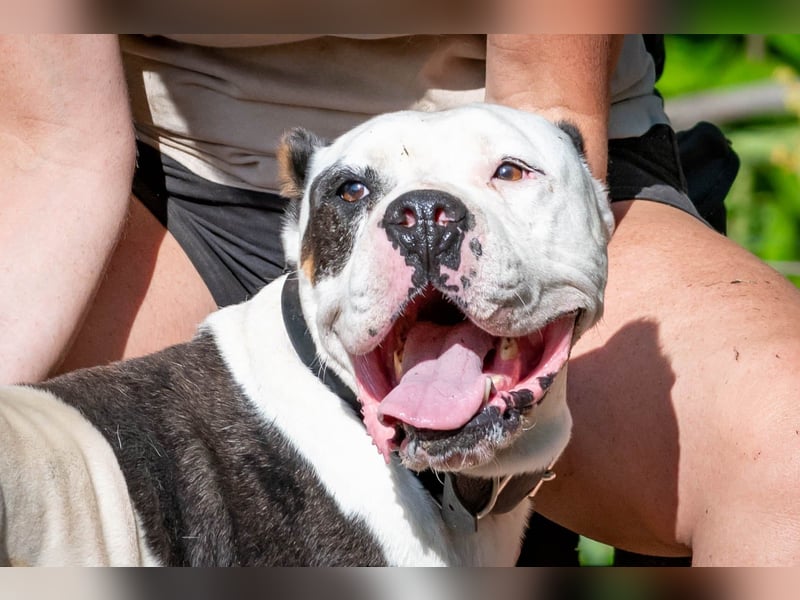 Bruce-DG, sanfter Dickkopf sucht warmes Zuhause!