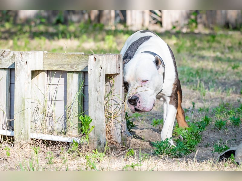 Bruce-DG, sanfter Dickkopf sucht warmes Zuhause!