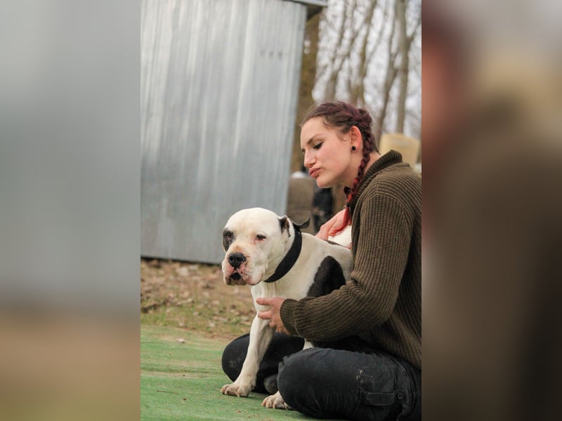 Bruce-DG, sanfter Dickkopf sucht warmes Zuhause!