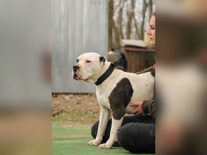 Bruce-DG, sanfter Dickkopf sucht warmes Zuhause!