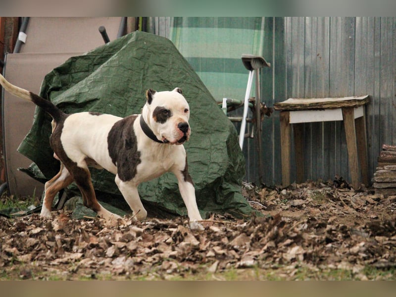 Bruce-DG, sanfter Dickkopf sucht warmes Zuhause!