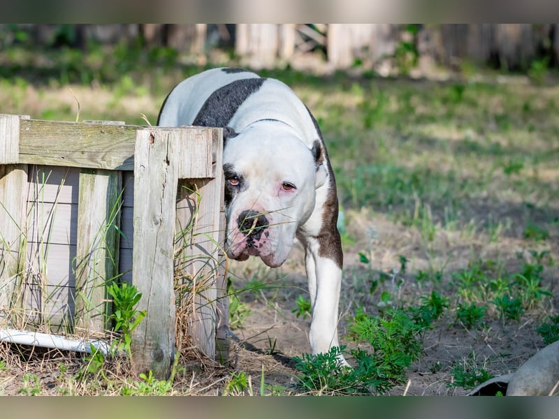 Bruce-DG, sanfter Dickkopf sucht warmes Zuhause!