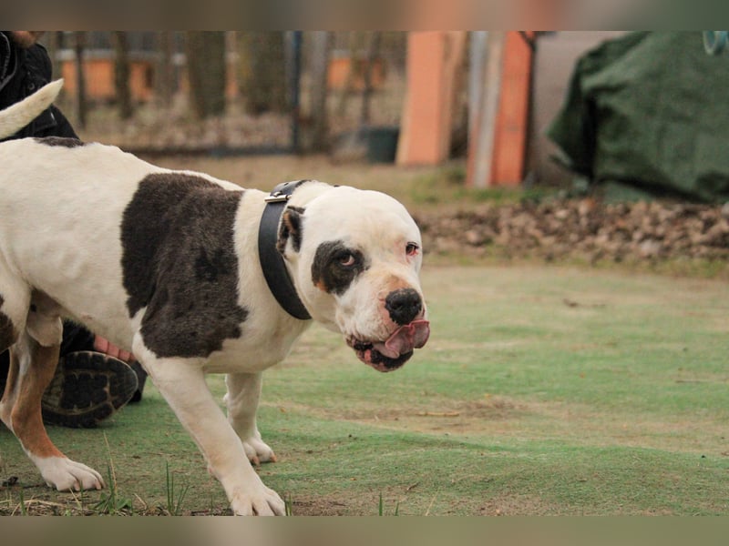 Bruce-DG, sanfter Dickkopf sucht warmes Zuhause!