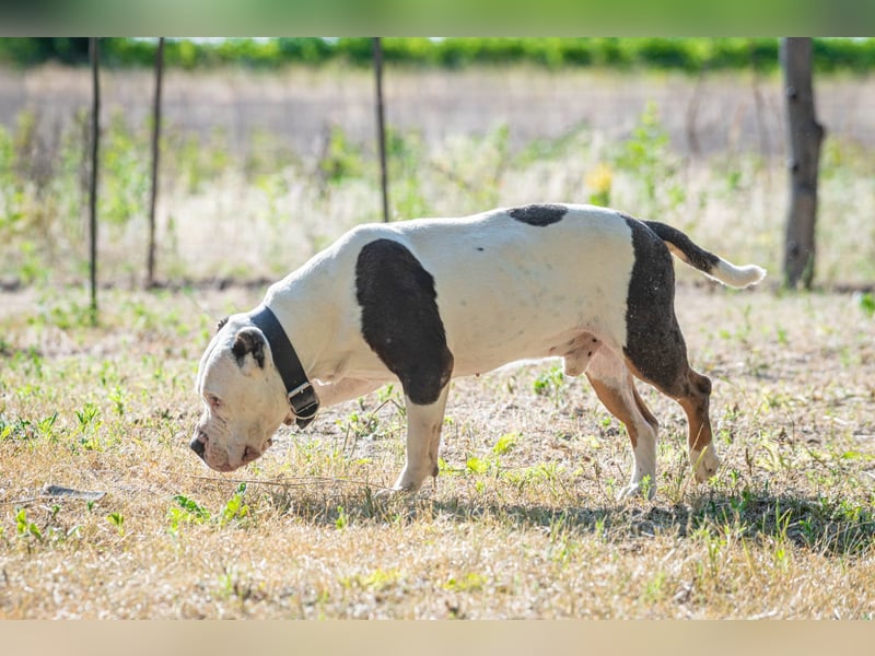 Bruce-DG, sanfter Dickkopf sucht warmes Zuhause!