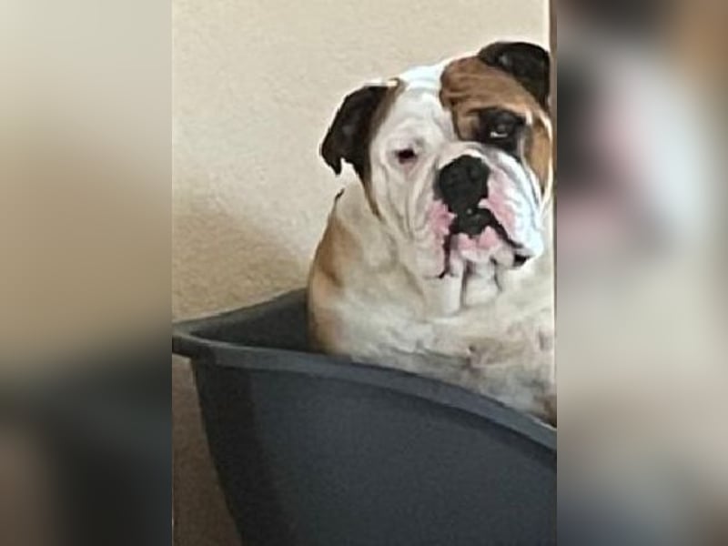 100% Englischer Bulldoggen Deckrüde