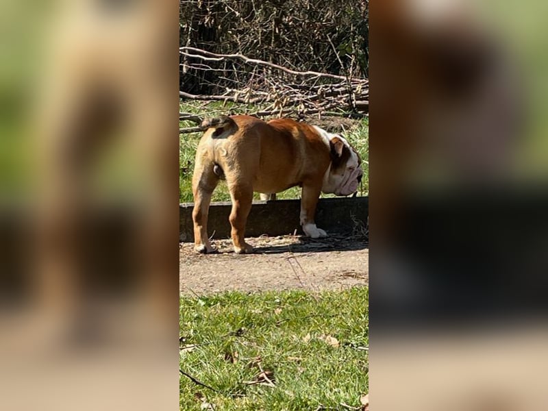 100% Englischer Bulldoggen Deckrüde