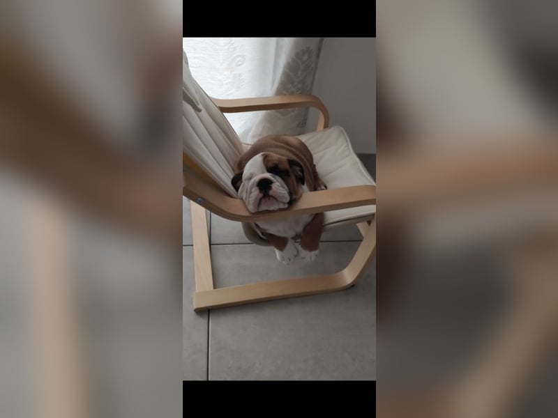 100% Englischer Bulldoggen Deckrüde
