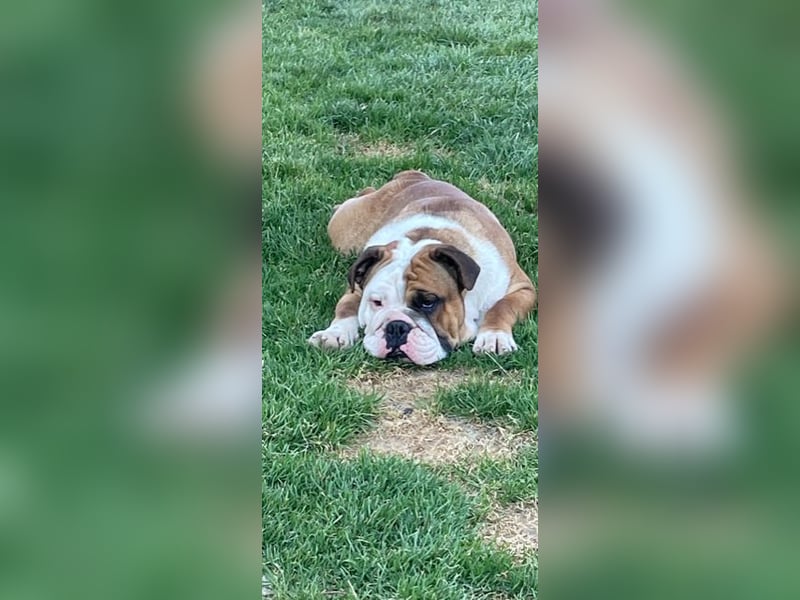 100% Englischer Bulldoggen Deckrüde