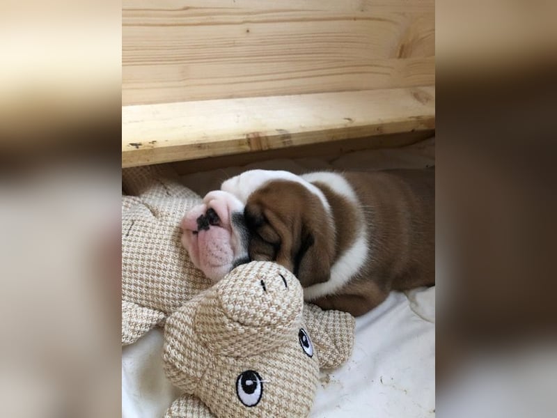 100% Englischer Bulldoggen Deckrüde