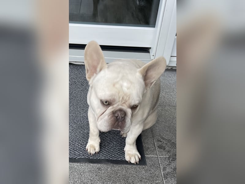 Bulldogge 8 Monate männlich geimpft u gechipt