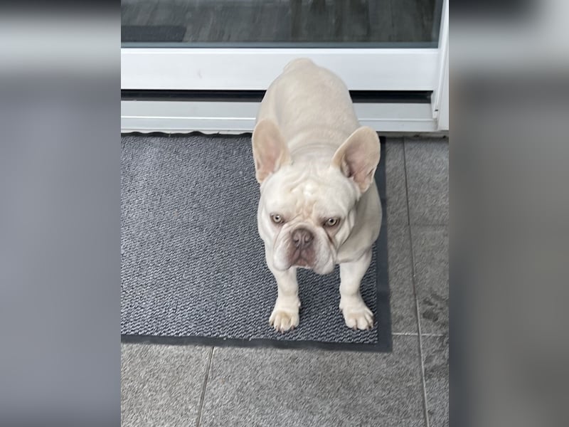 Bulldogge 8 Monate männlich geimpft u gechipt