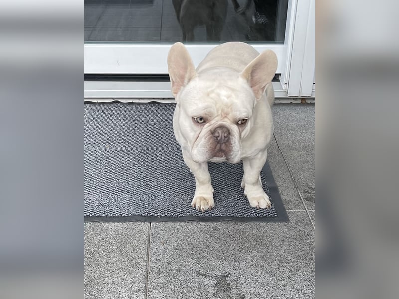 Bulldogge 8 Monate männlich geimpft u gechipt