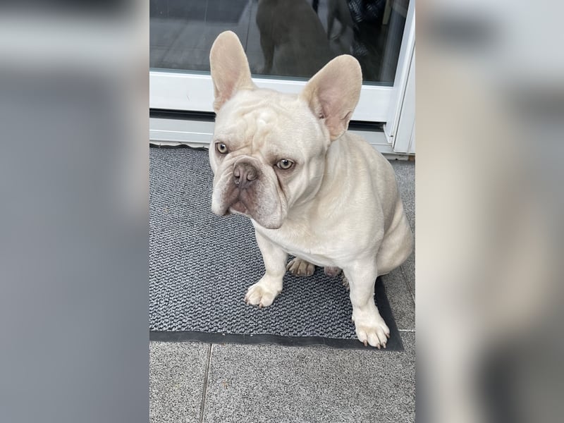 Bulldogge 8 Monate männlich geimpft u gechipt