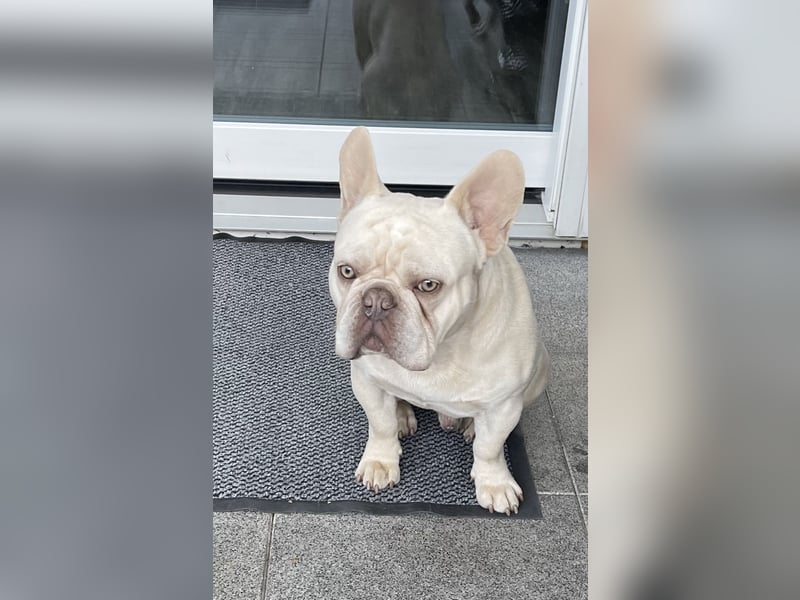 Bulldogge 8 Monate männlich geimpft u gechipt
