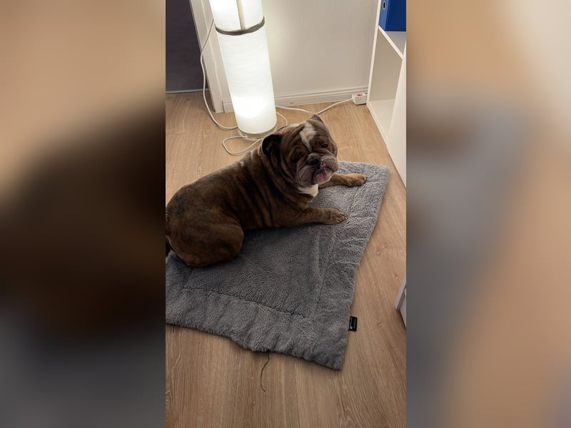 Englische Bulldogge