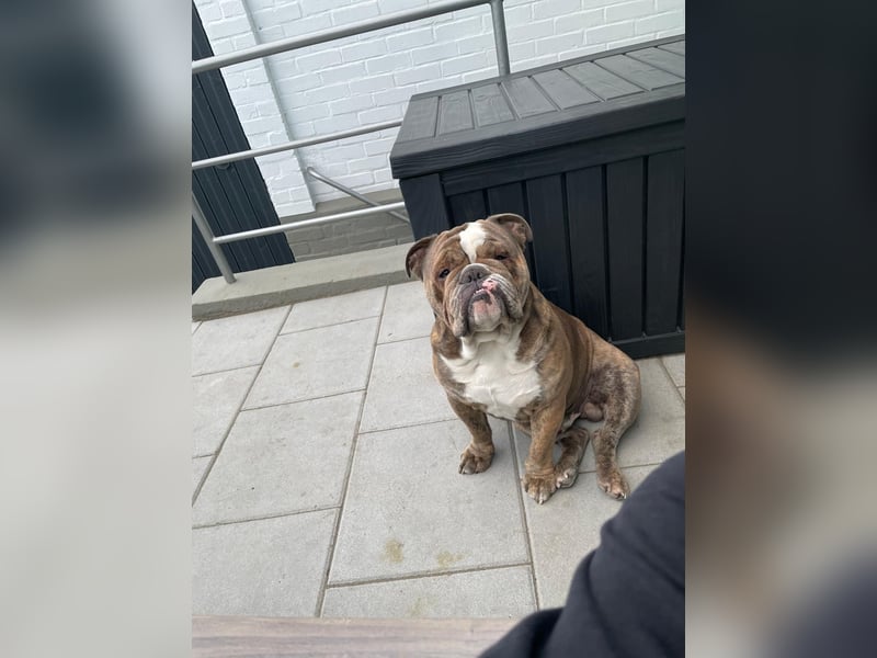Englische Bulldogge