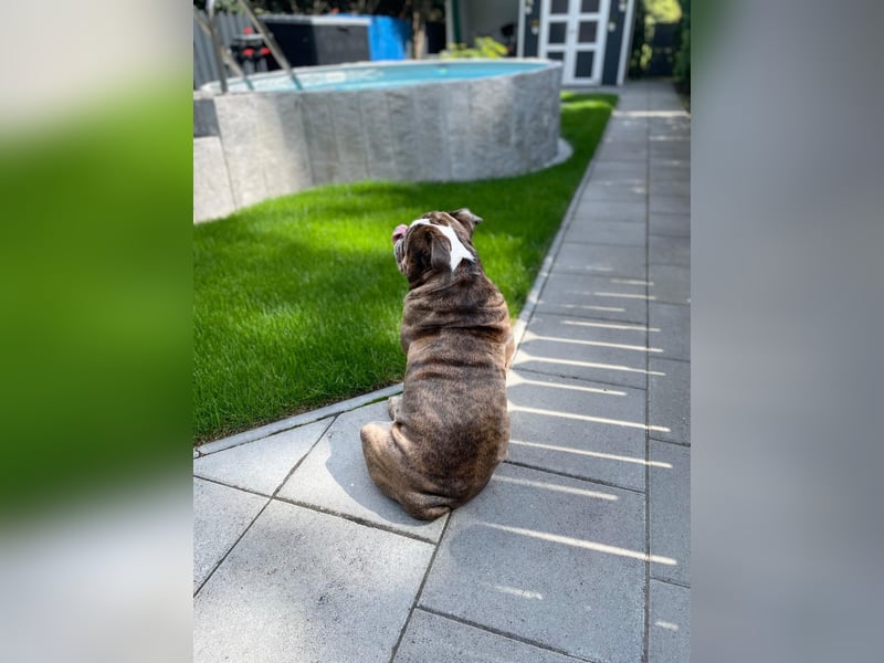 Englische Bulldogge