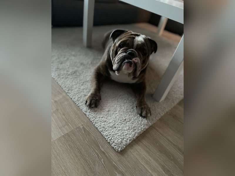 Englische Bulldogge