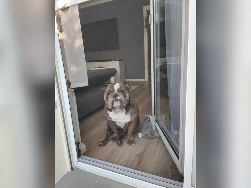 Englische Bulldogge