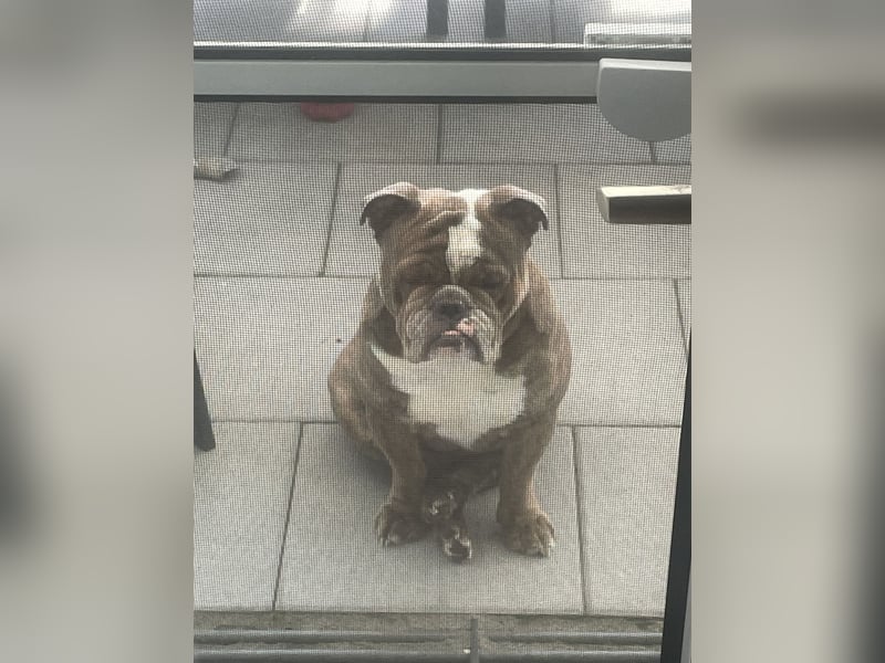 New Englische Bulldogge
