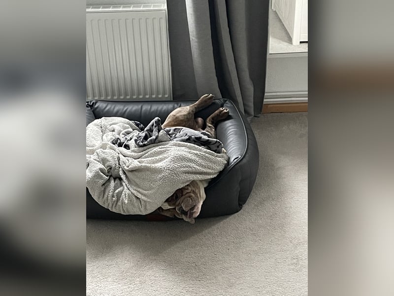 Englische Bulldogge