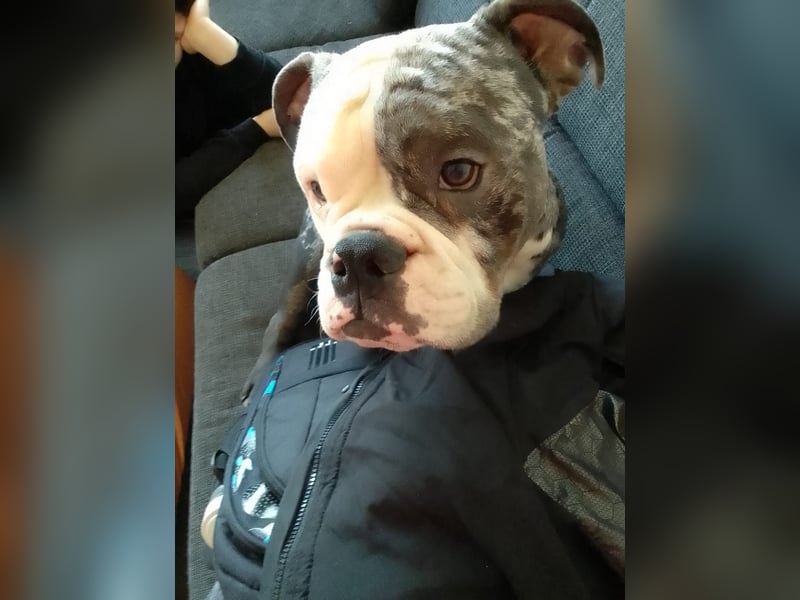 Englische Bulldogge sucht dringend ein neues liebevolles Zuhause